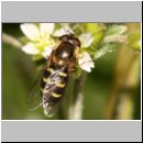 Eupeodes lapponicus - Feldschwebfliege w02 Deister.jpg